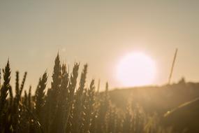 Sunset Cereals Field