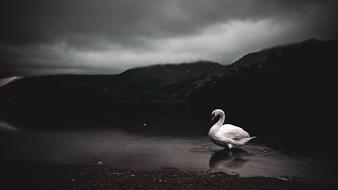 Black and white photo with cute and beautiful swan in the lake near the mountains, under the clouds