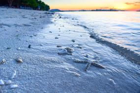 Starfishes at Sand Beach