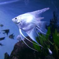 Fish in Underwater Aquarium