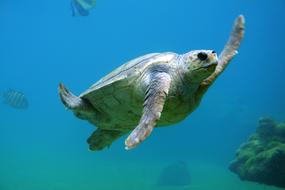 Colorful, cute and beautiful turtle swimming in the water with rocks