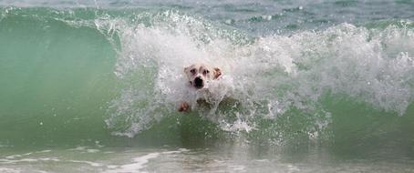 white Dog runs through Waves of Surf