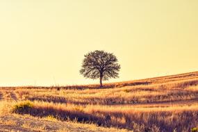 Field Tree at Sunset