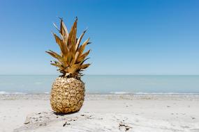 ripe pineapple on tropical ocean beach