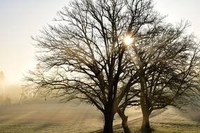 Landscape of Tree Nature at sunrise