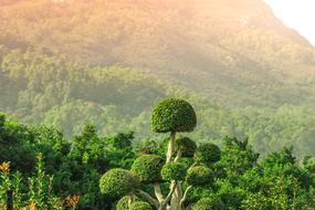 Beautiful landscape of the mountains with colorful plants, in Krabi, Thailand