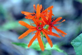 Dawn Plant Flower