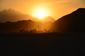 people with camels in Desert at Sunset, Egypt