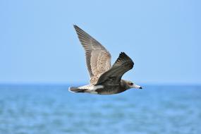 Wild Animal Sea Bird in flight