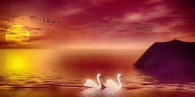 a couple of swans on the lake during sunset