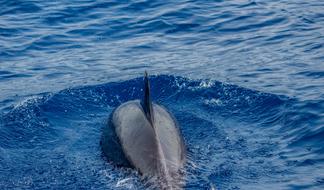 Dolphins Mammal in Ocean