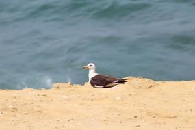 Sea Costa Beach bird