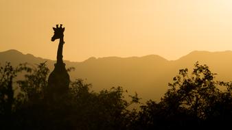 Silhouette of the cute giraffe, among the trees, near the mountains in South Africa, at beautiful, yellow and orange sunset
