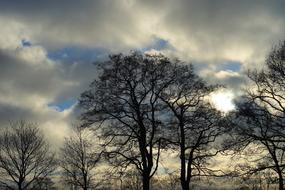 trees in the background of clouds during dawn