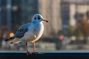 Beautiful, cute and colorful seagull in the port of Hamburg, Germany, among the plants