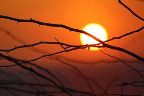 branches against the setting sun