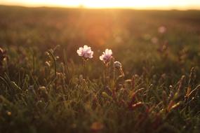Samphire Nature Flowers