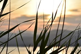 Sunset Mood Sun grass