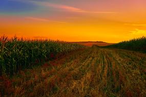 cornfield at sunset