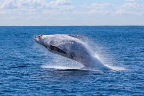 jumping whale over the sea