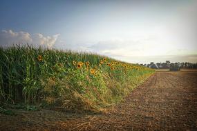 Beautiful and colorful sunflower field, among the other fields and trees, at beautiful twilight