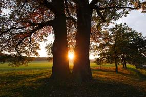 tree in the park at sunset