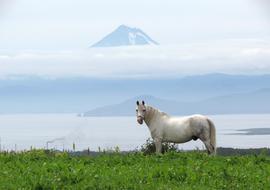 white Horse on Pasture near foggy sea
