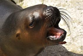 portrait of wild Seal Sea Lion