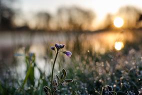 small Flower on meadow at sunrise