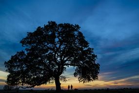 Tree and People Silhouettes at sunset