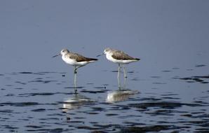 Common Greenshank or Tringa Nebularia