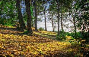 natural Forest Trees Shadow