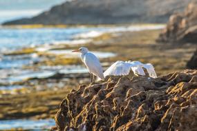Sea Birds on rocky Coast at Nature