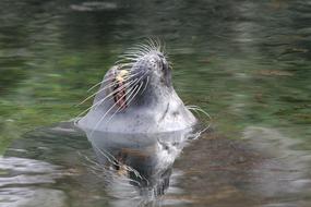 sea lion head over water