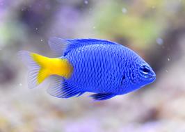 chrysiptera parasema, Yellow-tail blue damselfish underwater close up