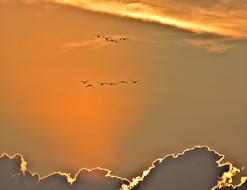 Geese flying at Sunset Sky