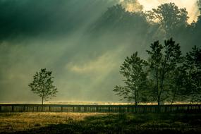 trees near the fence in sunlight during dawn