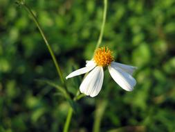 field chamomile, close-up