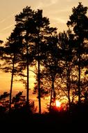 Evening Sky Forest at Sunset