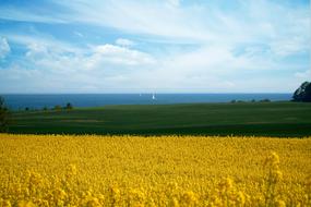 blooming Oilseed Field in countryside at sea