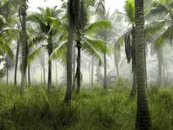 Palm Trees Grass landscape