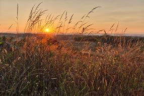 reed Nature at Sunset Sky