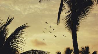 Sunset Tropical Birds