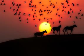 silhouettes of a flock of birds and horses on a hill against the setting sun