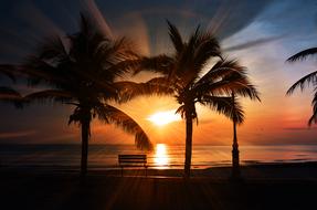 bench under palm trees at sunset