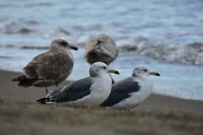 young and adult Seagulls on Beach at sea