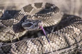 Snake Rattlesnake Rattle