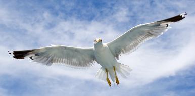 wild Seagull Sea Bird flying