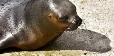 portrait of Seal Sea Lion Eat