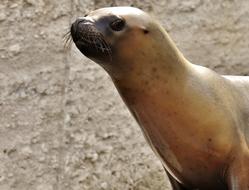 Seal Sea Lion Swim